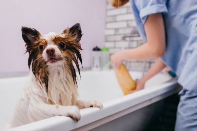 Pet Grooming and Pet Sitting Insurance in Royal Palm Beach, FL by The Leonard Insurance Agency LLC