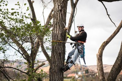 Tree Trimming Insurance in Royal Palm Beach, FL by The Leonard Insurance Agency LLC